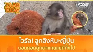 ไวรัล! ลูกลิงหิมะญี่ปุ่น นอนกอดตุ๊กตาแทนแม่ที่ทิ้งไป (17 ก.พ. 69) | แซ่บทูเดย์