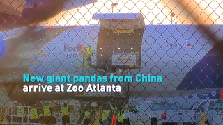 New giant pandas from China arrive at Zoo Atlanta