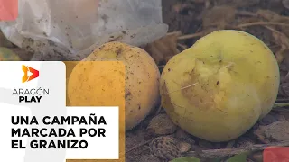 Calanda peach season about to begin, hindered by the latest hailstorm
