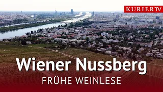 Lower Yields, High Quality: How Vienna’s Vineyards Are Defying the Heat