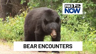 How to be bear aware this fall