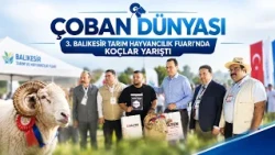 RAMS COMPETE AT THE 3RD BALIKESIR AGRICULTURE AND LIVESTOCK FAIR I SHEPHERD'S WORLD