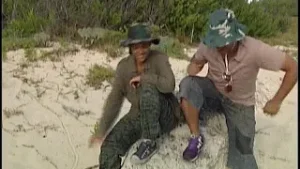 AL SUR DE LA ISLA: Tortugas verdes