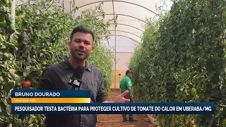 Researcher tests bacteria to protect tomato crops from high temperatures