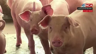 Eskort predicts lower pork prices