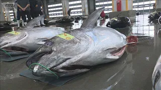三陸ブランドマグロ豊漁　過去20年で最多の水揚げ　最高値1キロ5000円　全国に出荷【知っておきたい！】【グッド！モーニング】(2026年9月11日)