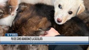PUI DE CÂINE ABANDONAȚI LA CĂCIULATA