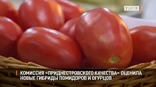 "Pridnestrovian Quality" committee evaluates new tomato and cucumber hybrids