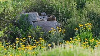 Colorado launches 'Fat Marmot Week'