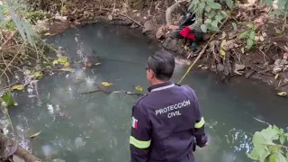 DB, CROCODILE, CC