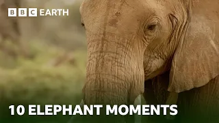 10 Extraordinary Elephant Moments | BBC Earth