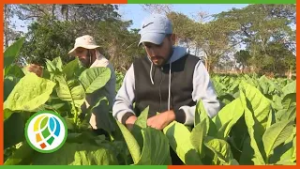 Productores de vueltabajo