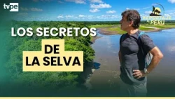 The most surprising secrets of the Amazon rainforest