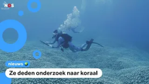 Moeder en dochter ontdekken koraal zo groot als een voetbalveld