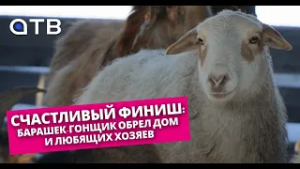 Счастливый финиш: барашек-гонщик обрел дом и любящих хозяев