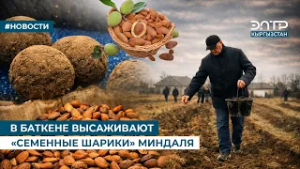 В БАТКЕНЕ ВЫСАЖИВАЮТ «СЕМЕННЫЕ ШАРИКИ» МИНДАЛЯ