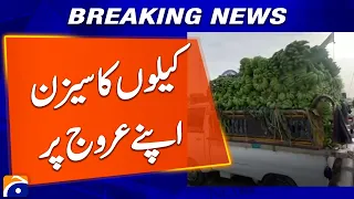 Banana Season at Its Peak in Tando Allah Yar | Sindh’s Banana Farms | Geo News