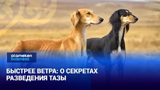 Faster Than the Wind: Secrets of Breeding Tazy Passed Down to Descendants