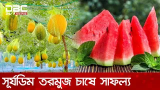 সূর্যডিম তরমুজ চাষে সাফল্য পটিয়ার আবদুল জব্বারের | DBC NEWS