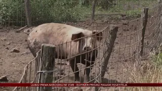Nove mjere zbog širenja afričke svinjske kuge