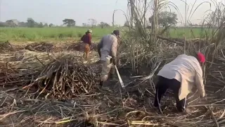 Veracruz solidifies national leadership in sugarcane production