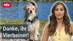 World Dog Day – Why we would be worse off without dogs | ntv