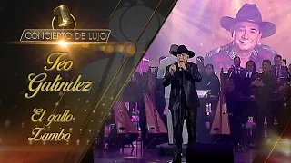 [Concierto De Lujo] – Teo Galíndez – El Gallo Zambo