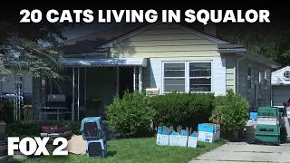 Many cats found in Redford home living in deplorable conditions