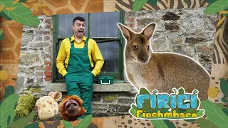 Fíricí Fíochmhara | Valbaithe | Amhrán 🦘