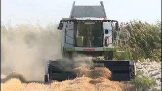 12 HALF OF THE RICE HARVEST HAS BEEN COLLECTED