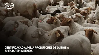 Certification Helps Sheep Farmers Increase Their Income
