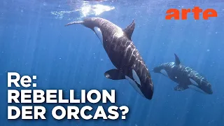 Aufstand der Orcas? | ARTE Re: Reupload