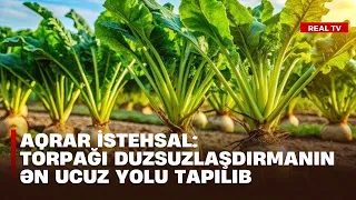 Aqrar istehsal: Torpağı duzsuzlaşdırmanın ən ucuz yolu tapılıb