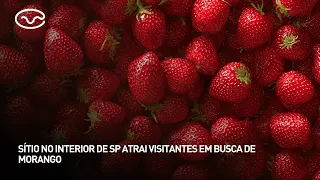 Rotas do Campo: sítio no interior de SP atrai visitantes em busca de morango