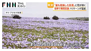 数年に一度、花が咲き誇るチリの砂漠 休眠状態の種・球根が大雨で一斉に芽吹く チェコで川が干上がり「ムール貝」数十万匹が露出（2026年09月25日）