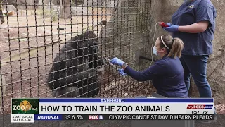 How North Carolina Zoo trains their animals to participate in their own care