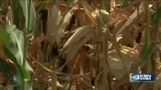 'We rely on Mother Nature': Kansas growers face tough corn season