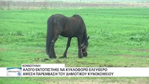 Άλογο εντοπίστηκε να περπατά ελεύθερο μέσα στην Κομοτηνή