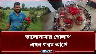 গোলাপ ফুল দিয়ে তৈরি হচ্ছে সুগন্ধি চা! | NEWS24 Special