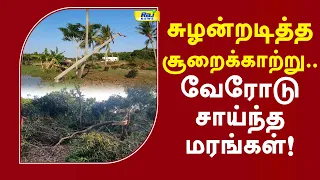 சுழன்றடித்த சூறைக்காற்று.. வேரோடு சாய்ந்த மரங்கள்! #seerkazhi #rainupdate