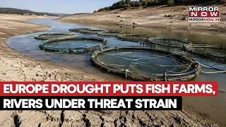 Europe Dries? Severe Drought Puts Fish Farms, Rivers Under Threat Amid Extreme Heatwave | Watch