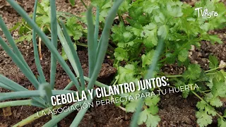 Onions and Cilantro Together: The Perfect Pairing for Your Garden - TvAgro by Juan Gonzalo Angel