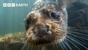 Revealing the Survival Secrets of Otters | BBC Earth