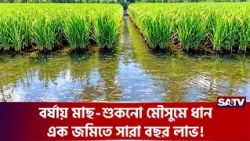 প্লাবনভূমিতে মাছ চাষের বিপ্লব, দাউদকান্দির মডেলে বাড়ছে কৃষকের আয় | SATV
