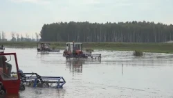Red Sea and amphibious tractors: cranberry harvesting is underway in the Pinsk district