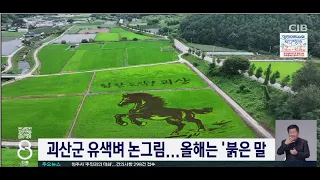 괴산군 유색벼 논그림...올해는 '붉은 말'