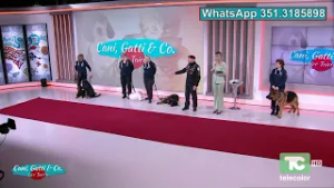 Cani e Gatti e Compagnia - live Taietti 09.02.2026