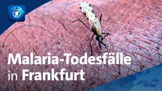 Malaria in Frankfurt: Wie sich Menschen infiziert haben könnten