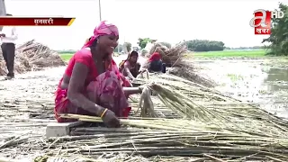 नगदे बाली जुट व्यवस्थापन गर्न सुनसरीका किसानलाई भ्याइनभ्याइ