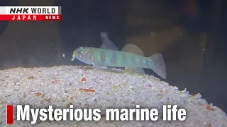 Seeing new discoveries from Okinawa's deep seaーNHK WORLD-JAPAN NEWS